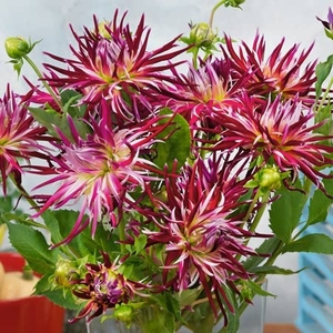 Dahlia Holyhill Spiderwoman - Tuber