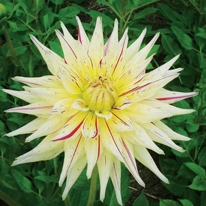 Dahlia Mercator - Tuber