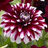 Dahlia Mystery Day - Tuber