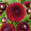 Dahlia Natal - Tuber