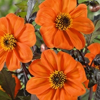 Dahlia Plants - Bishop Of Oxford