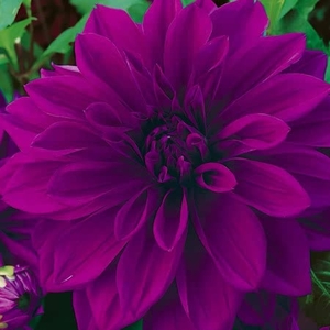 Dahlia Thomas A Edison-tuber
