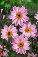 Dahlia Tuber Bishop Of Leicester