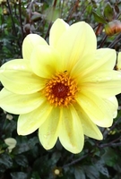 Dahlia Tubers Bishop Of York