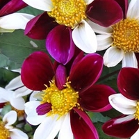 Dahlia Twynings Smartie Buy One Get One Free- Tubers