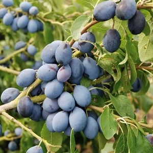 Damson Tree 