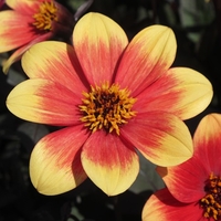 Dark Leaved Dahlia - Happy Yellow Red Bicolour X5