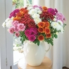 Decorative Spray Chrysanthemum Plants X 5