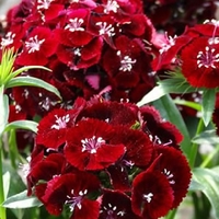 Dianthus Barbatus Sweet Black Cherry-plants