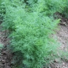 Dill Seeds
