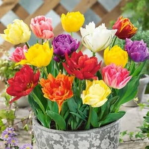 Double Early Tulip Mix -tulip Bulbs
