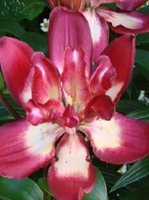 Double Lily Bulbs Collection