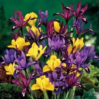 Dwarf Iris Mixed Collection - Iris Bulbs