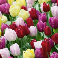 Dwarf Tulip Mixed - Tulip Bulbs