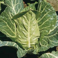 Early Cropping Brassicas X24 Plants