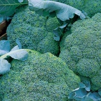 Early Cropping Brassicas X48 Plants