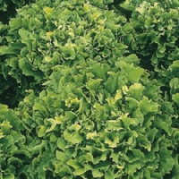 Endive Plantation-plants X24