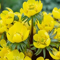 Eranthis Cilicica - Winter Aconites Bulbs