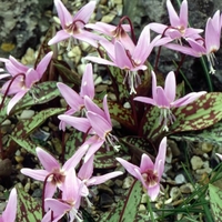 Erythronium Dens Canis - Dog
