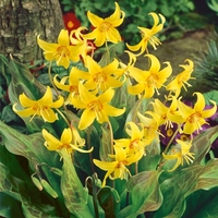 Erythronium Kondo-bulbs (tubers)