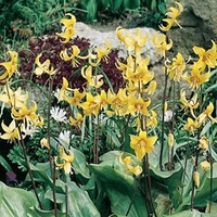 Erythronium 