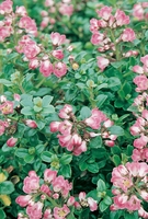 Escallonia Peach Blossom Shrub