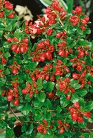 Escallonia Red Dream Shrub