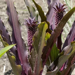 Eucomis Sparkling Rosy - Flower Bulbs X2