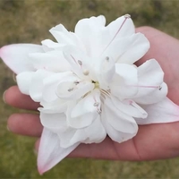 Eye Catcher Fuchsia White King - Plants