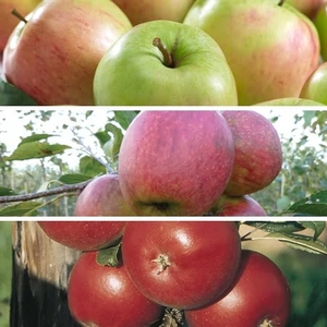 Family Apple Tree X1