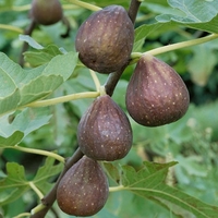 Fig Tree - Brown Turkey