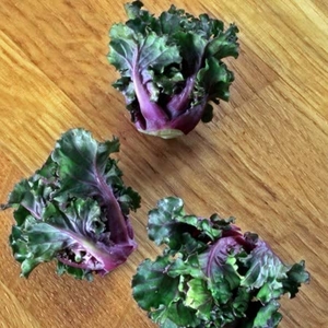 Flower Sprout F1 Hybrid Seeds
