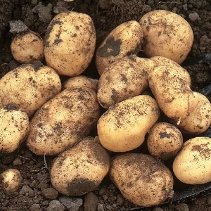 Foremost Seed Potatoes