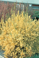 Forsythia X Intermedia "lynwood" Shrub