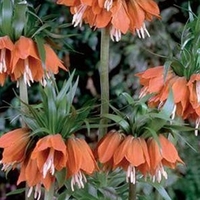 Fritillaria Duo Pack - Fritillary Bulbs