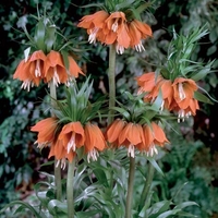 Fritillaria Imperialis Rubra - Fritillary Bulbs
