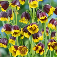 Fritillaria Michailovskyi - Fritillary Bulbs