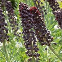 Fritillaria Persica Bulbs