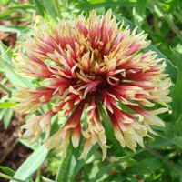 Gaillardia Coral Spark X3 Plants