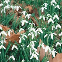 Galanthus Nivalis - Snowdrop Bulbs