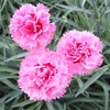 Garden Pinks Raspberry X5 Plants