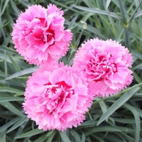Garden Pinks Raspberry X5 Plants