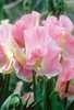 Gardeners Collection Sweet Pea Seeds