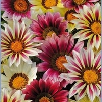 Gazania Strawberry Sundae Mix - Plants