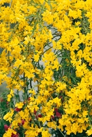 Genista Lydia Shrub