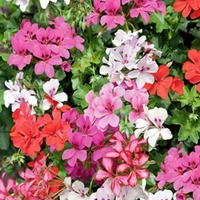 Geranium Summer Rain - Plants