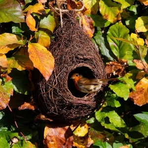 Giant Roost Pocket