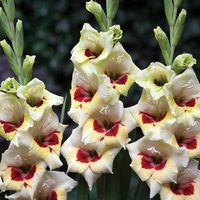 Gladiolus Messina