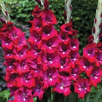 Gladiolus Short Stemmed Corms Collection