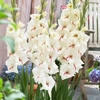 Gladiolus White Prosperity -corms